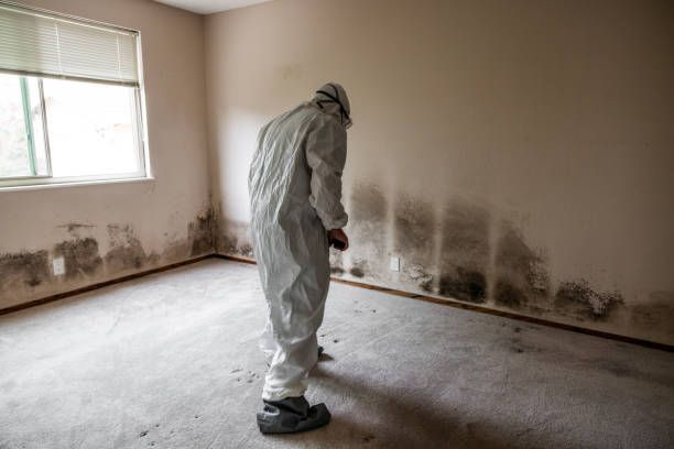 Best Emergency Mold Remediation  in Round Rock, TX